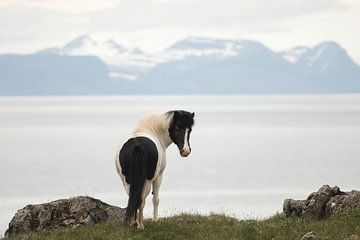 IJslands paard in IJsland van iris hensen