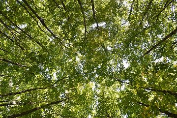 A maple forest in summer by Claude Laprise
