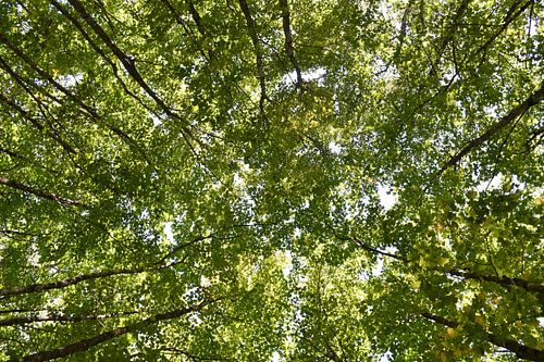 Een esdoornbos in de zomer