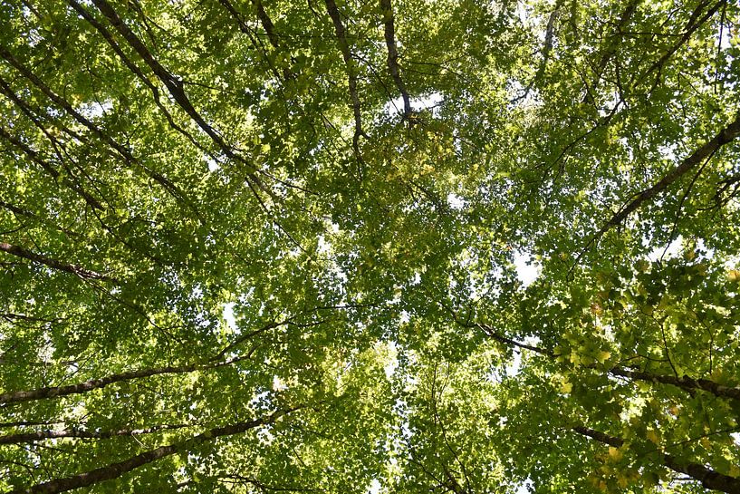 A maple forest in summer by Claude Laprise