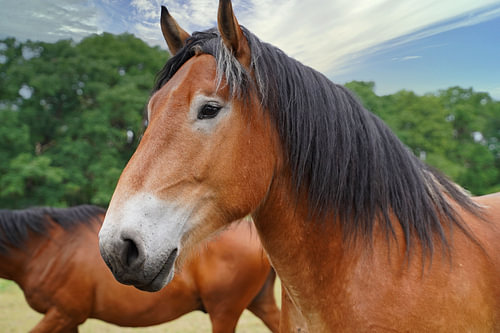 Trakehner Feldmeyer en Rijnlands Duitse Koudbloed Enzo