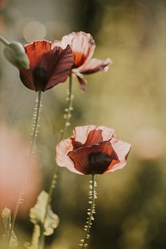 Close-up Papaver van Tessa in Focus