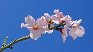 bloesemtak van de amandel - prunus dulcis van Monarch C.