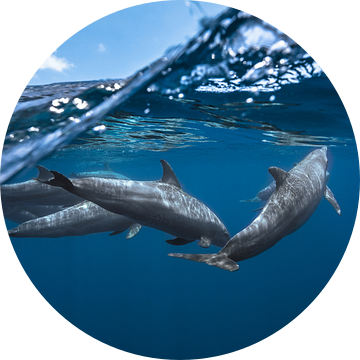 Dolfijnen