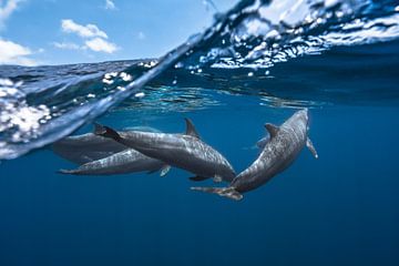 Dolphins, Barathieu Gabriel by 1x