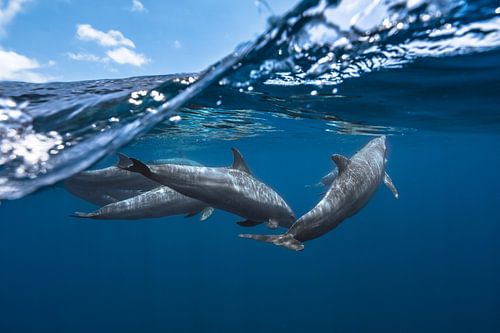 Dolphins by Barathieu Gabriel
