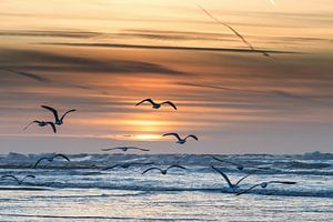 Möwen fliegen dem Sonnenuntergang entgegen