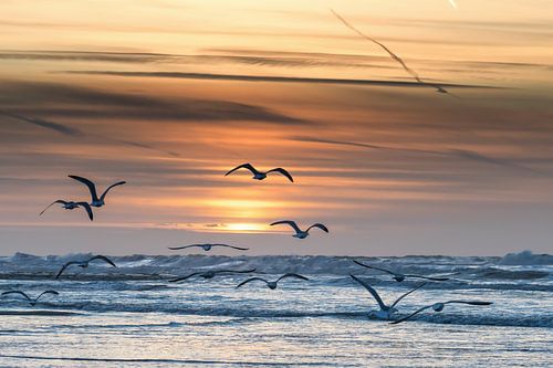 Gulls fly towards the sunset