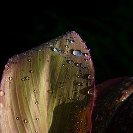 Raindrops on a leaf by Ellis Peeters