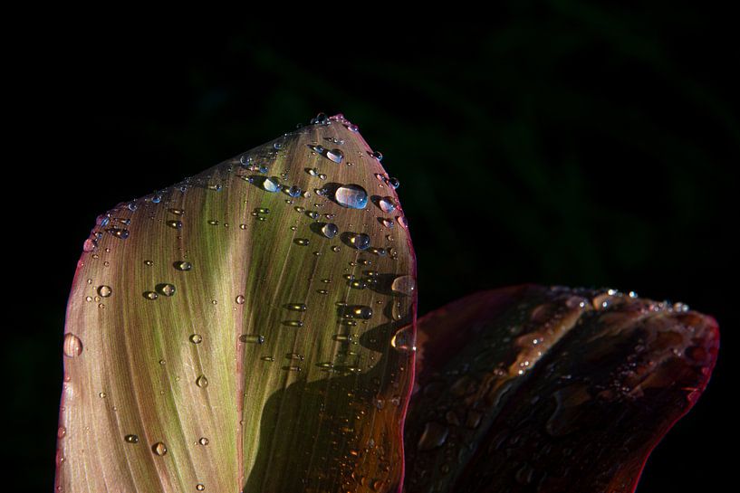 Raindrops on a leaf by Ellis Peeters