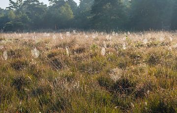 Bedauwde spinnenwebben in het veld sur Ruud Morijn