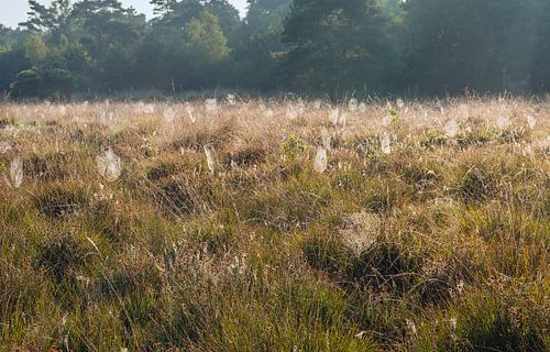 Bedauwde spinnenwebben in het veld
