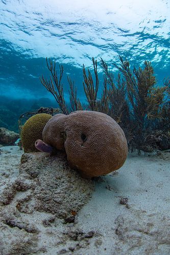 Brain coral Purple and yellow