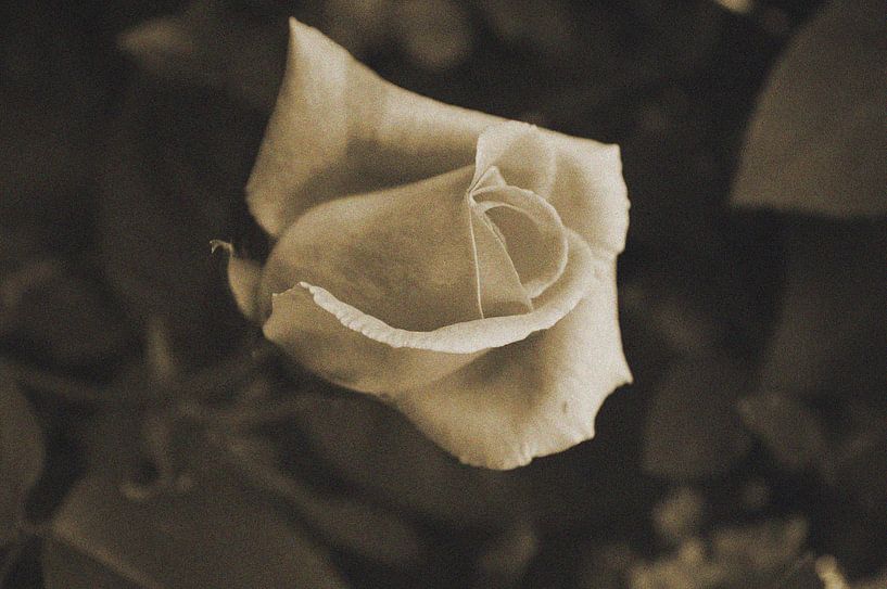 Rose in Sepia von Gerard de Zwaan