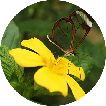 The Transparent Butterfly