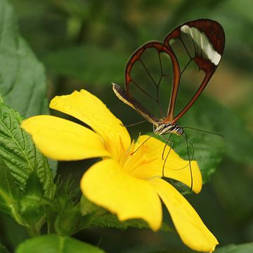 The Transparent Butterfly