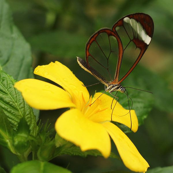 The Transparent Butterfly by Cornelis (Cees) Cornelissen