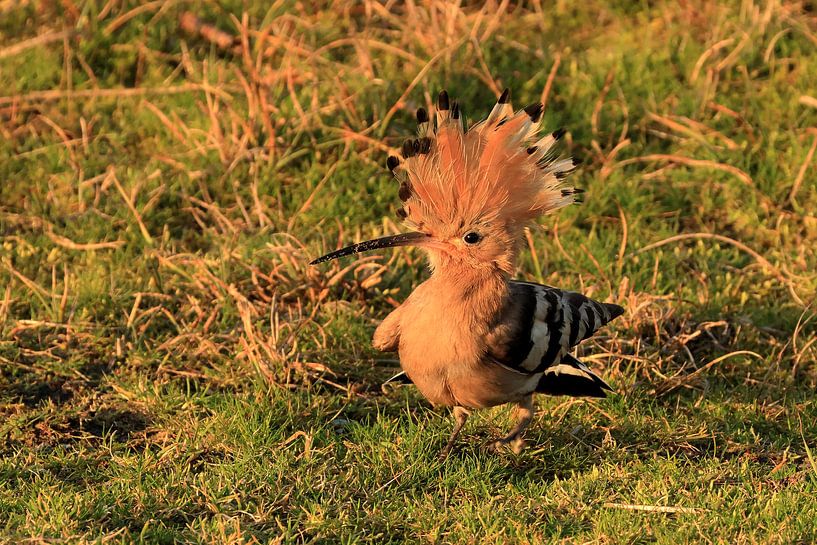 Hops on Ameland by Rinnie Wijnstra (FotoAmeland )