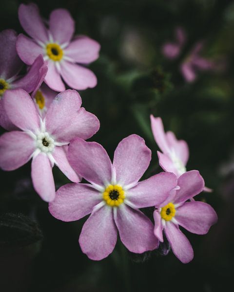 Blumen im Detail von Jan