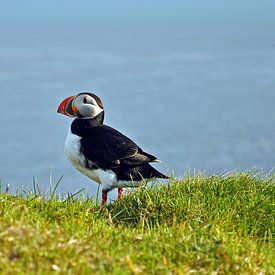 IJsland, Puffin by Yvonne Balvers