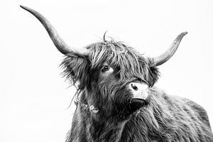 Scottish Highlander by Caroline De Reus