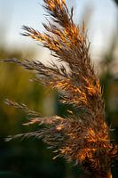 Reed plume during golden hour
