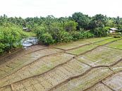 Rijstvelden in Sri Lanka VI van Nicole Nagtegaal thumbnail