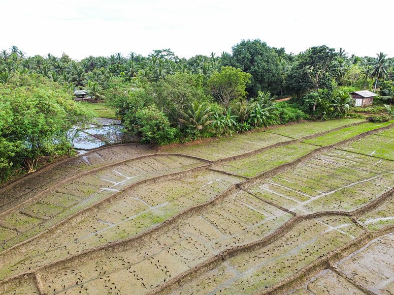 Rijstvelden in Sri Lanka VI van Nicole Nagtegaal