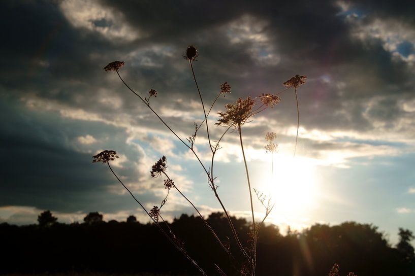 à la lumière de la vue par wil spijker