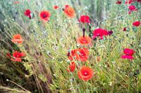Bouquet de coquelicots
