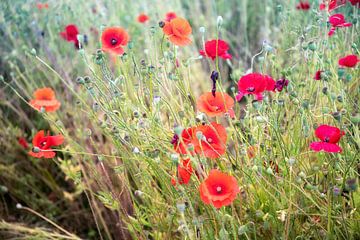 Field bouquet poppies by Arie Storm