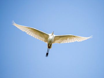 Hérons au lac Chiemsee sur Teresa Bauer