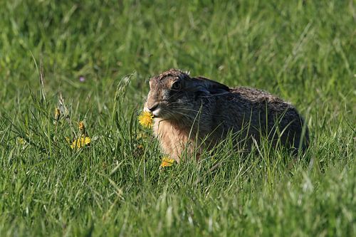 Europese haas (Lepus europaeus) Eiland Texel Nederland