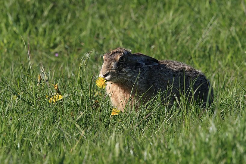 Feldhase (Lepus europaeus) Insel Texel Holland von Frank Fichtmüller