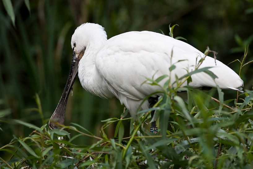 Spooner : Tierpark Blijdorp von Loek Lobel