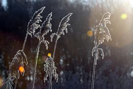 Pluimgras met rijp by Ronald Wilfred Jansen