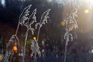 Pluimgras met rijp von Ronald Wilfred Jansen