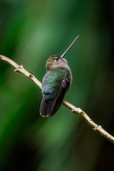 Hummingbird