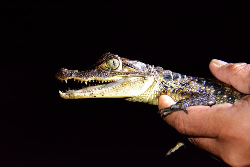 Junges Krokodil bei Nachttournee Nicaragua von My Footprints