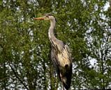 Alerte reiger van Corine Dekker thumbnail