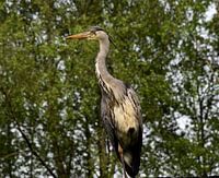 Alerte reiger