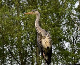 Alert heron by Corine Dekker