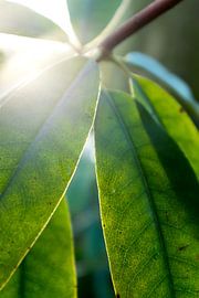 botanische planten kunst met tegenlicht van Karijn | Fine art Natuur en Reis Fotografie