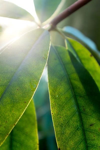 art des plantes botaniques avec rétro-éclairage par Karijn | Fine art Natuur en Reis Fotografie