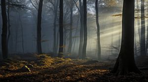 Herbstwald