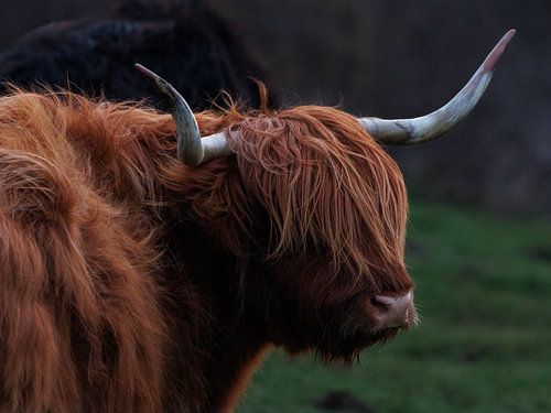 Highlander écossais