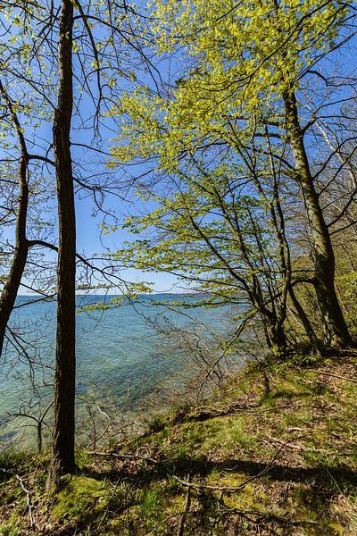 Am Ufer in der Goor, Insel Vilm, Lauterbach auf Rügen von GH Foto & Artdesign