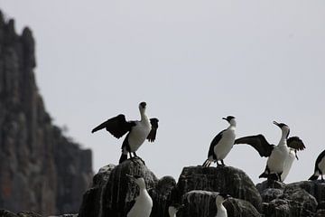 Un groupe de cormorans se repose et sèche ses ailes sur Lau de Winter