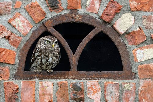 Petite chouette dans la fenêtre de l'étable