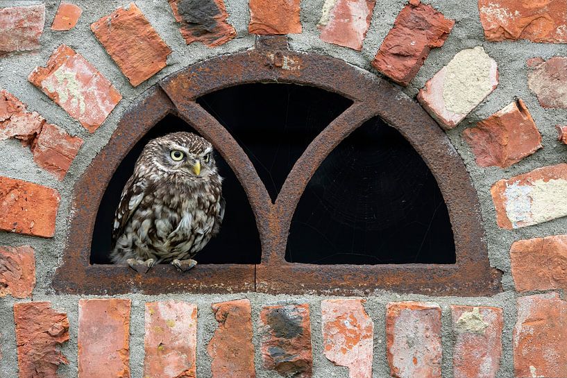 Little owl in stable window by natasja juist